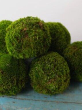 4" Preserved Moss Balls